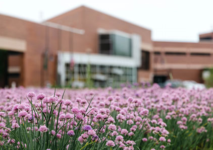 Pink flowers outside of Skokie campus in the springtime.